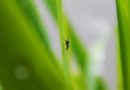 Due casi di Dengue a Trieste dopo viaggio in zona endemica, prevista disinfestazione