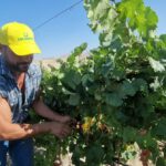 La vendemmia 2024 inizia con le uve chardonnay in Sicilia. Mai come ora così in anticipo