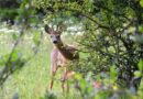 Accogli l’autunno 2024 in modo sostenibile: 6 idee per sostenere la natura e l’ambiente