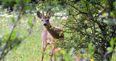 Accogli l’autunno 2024 in modo sostenibile: 6 idee per sostenere la natura e l’ambiente