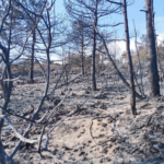 Incendio sul Carso goriziano, 40 ettari di bosco distrutti. Bonifica in corso