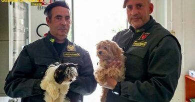 Sequestrati 9 cuccioli di cane e un gatto introdotti illegalmente in Italia