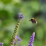 Dolomiti, evoluzione del clima ed equilibri tra specie alpine: un cambiamento troppo veloce