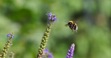 Dolomiti, evoluzione del clima ed equilibri tra specie alpine: un cambiamento troppo veloce