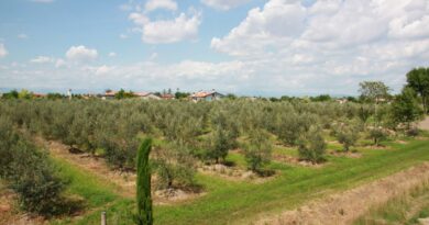 Confagricoltura Fvg: cattiva annata per le olive friulane, raccolto ridotto del 50%